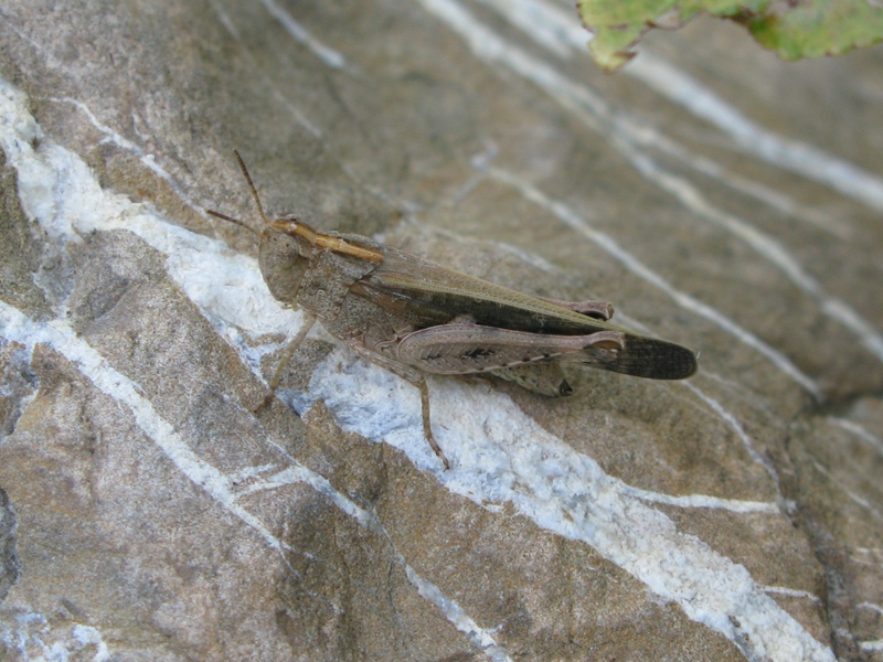 Acrididae da determinare